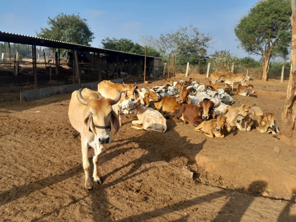 Rescued cows resting at the Chellahalli shelter